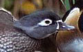 Wood Duck pair