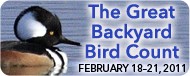 Great Backyard Bird Count 2011